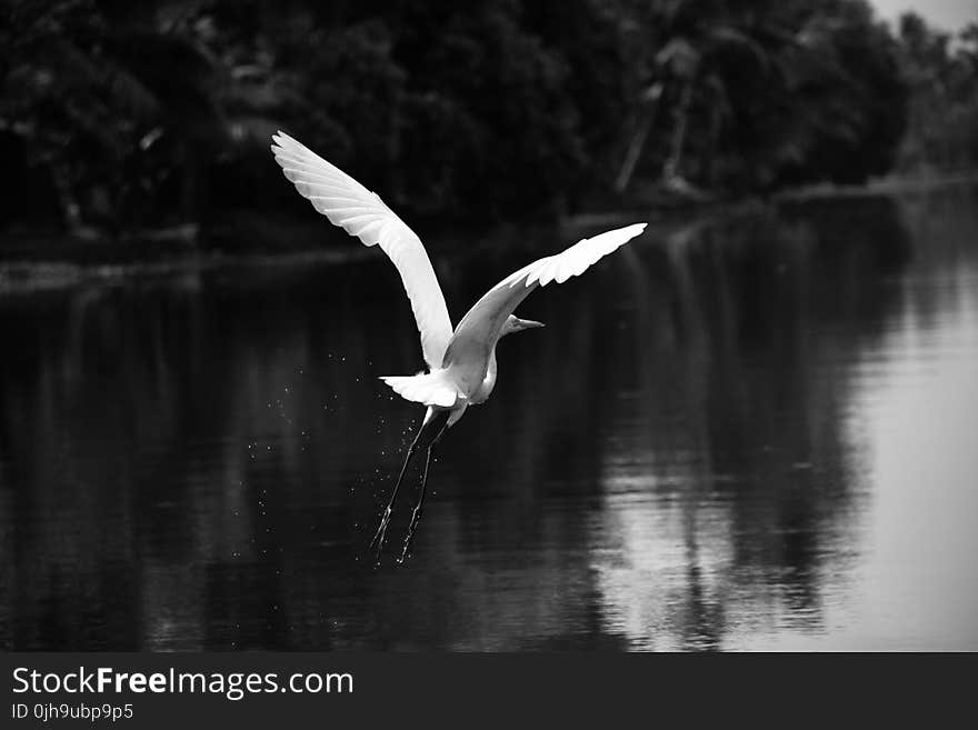 Gray Scale Photography of Bird