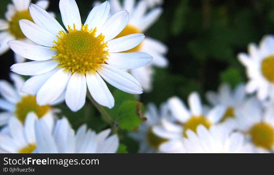 White and Yellow Flowers