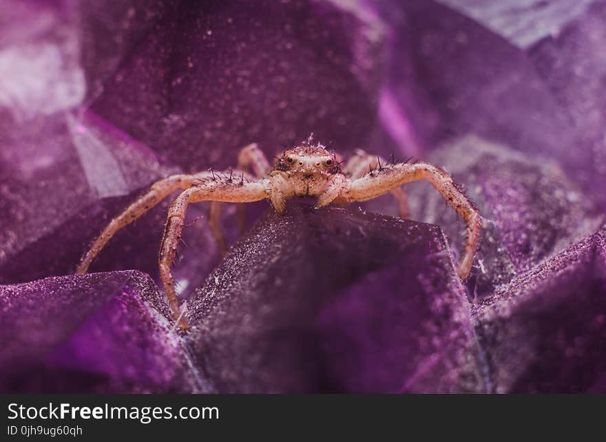 Brown Spider on Purple Crystal