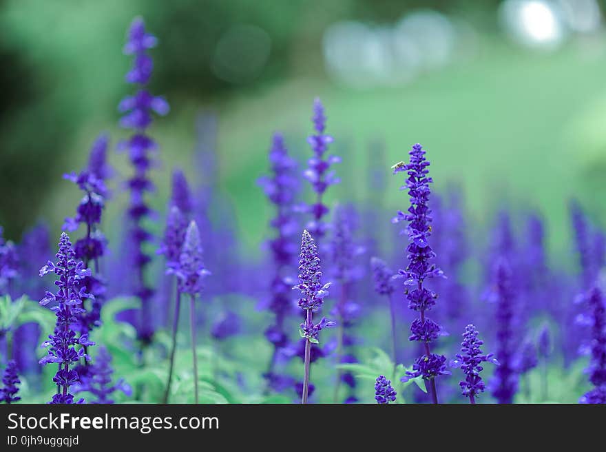 Purple Flowers