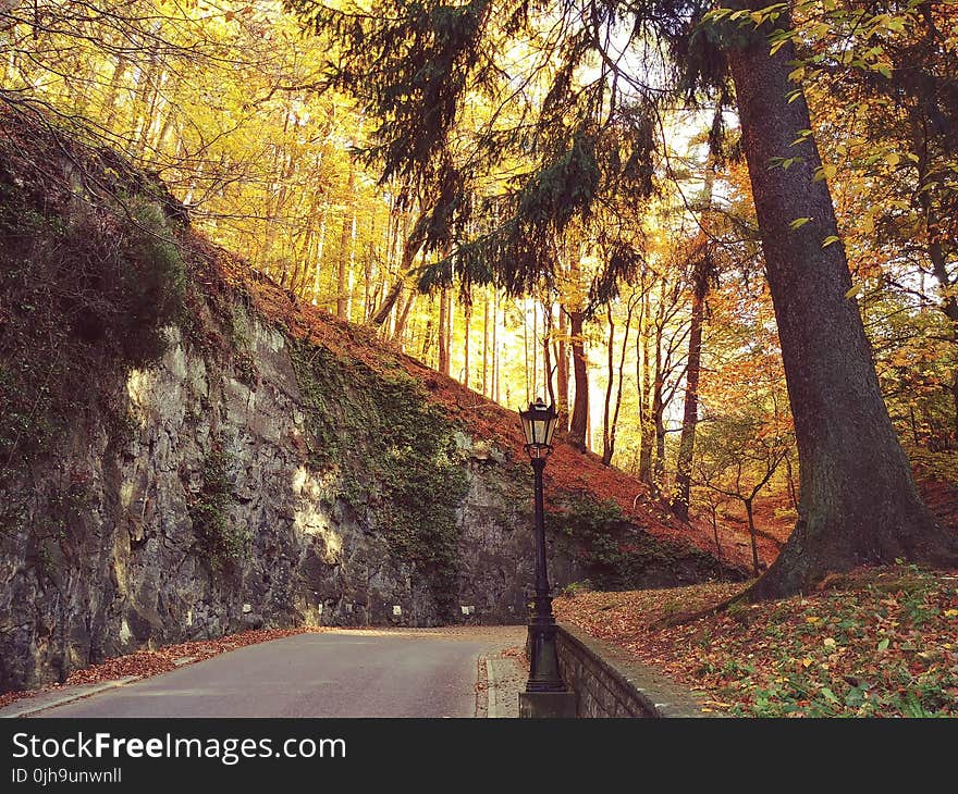 Pathway With Tree and Post