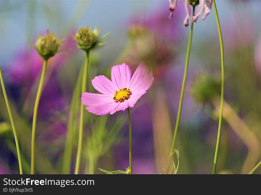 Shallow Focus Photography of Pink Flower