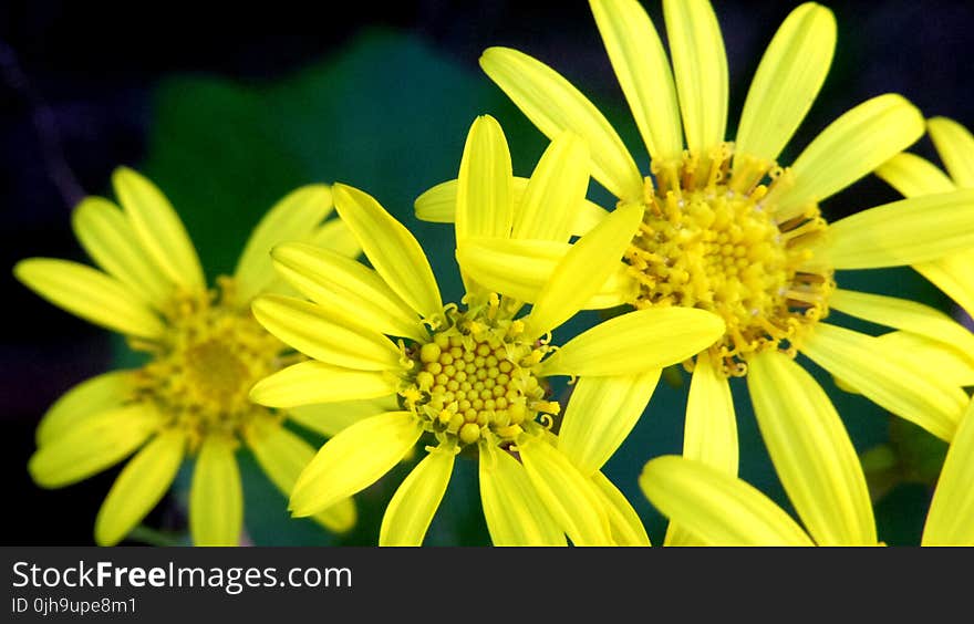 Yellow Flowers