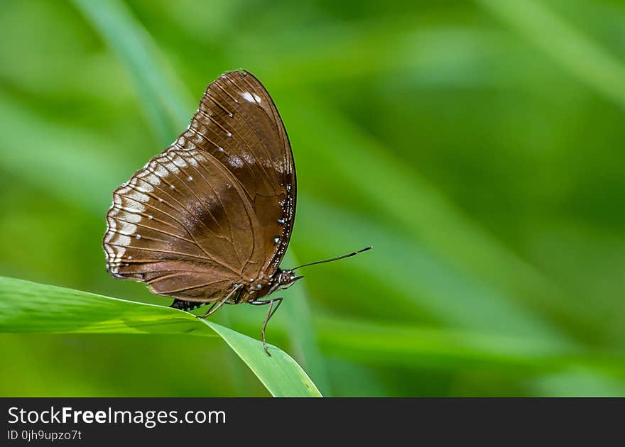 Macro Photography of a Butterfly