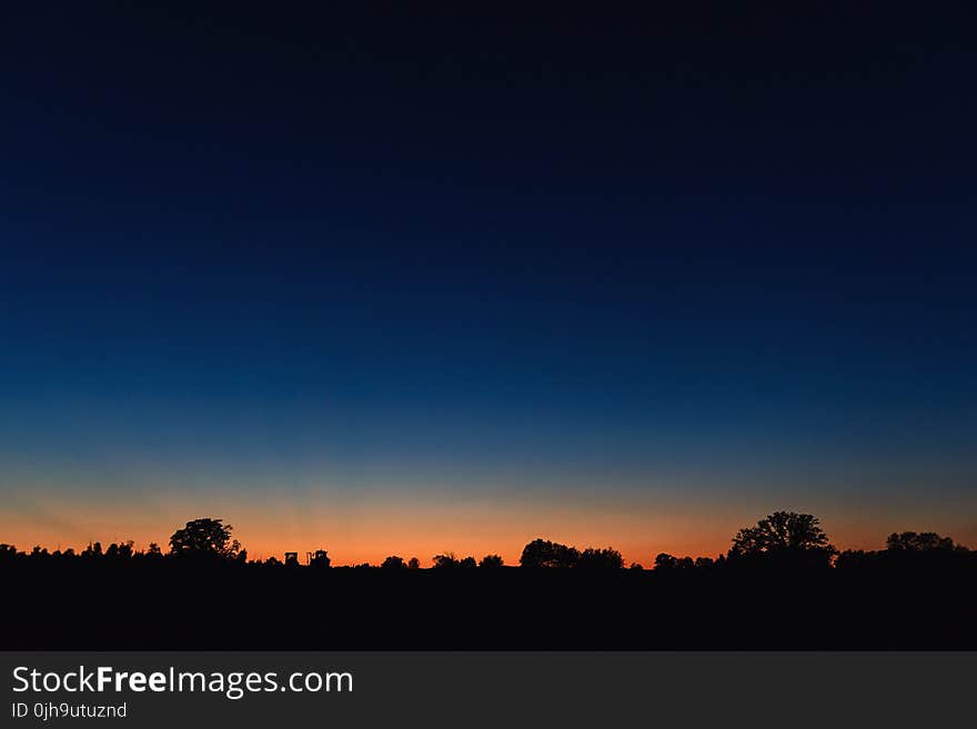 Silhouette of Trees