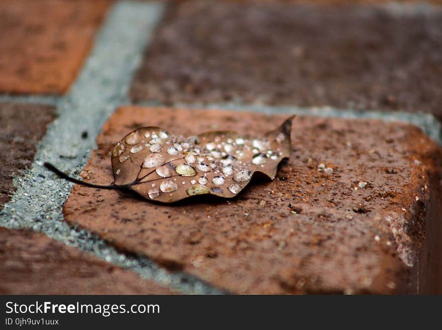 Macro Photography of Brown Leaf