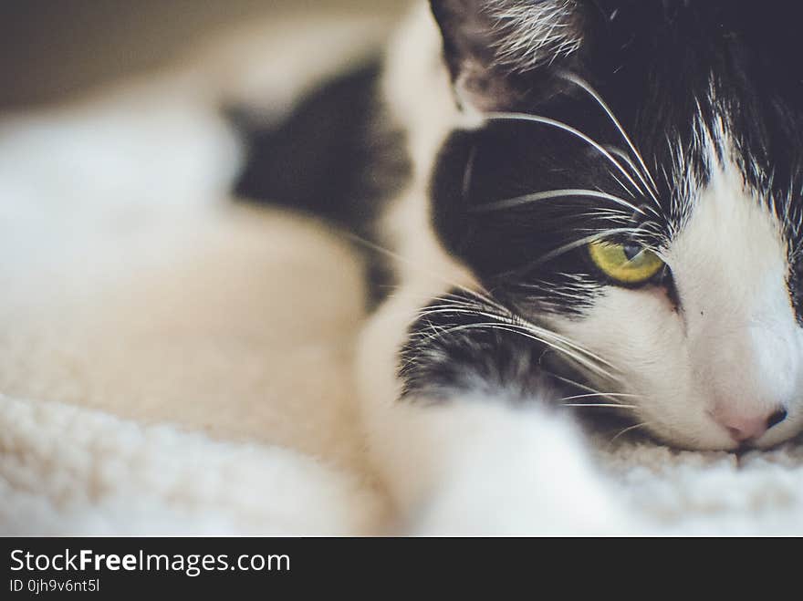 Black and White Short Coated Cat