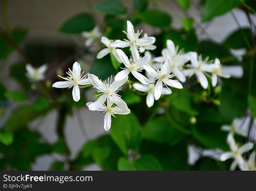 White Petaled Flowers