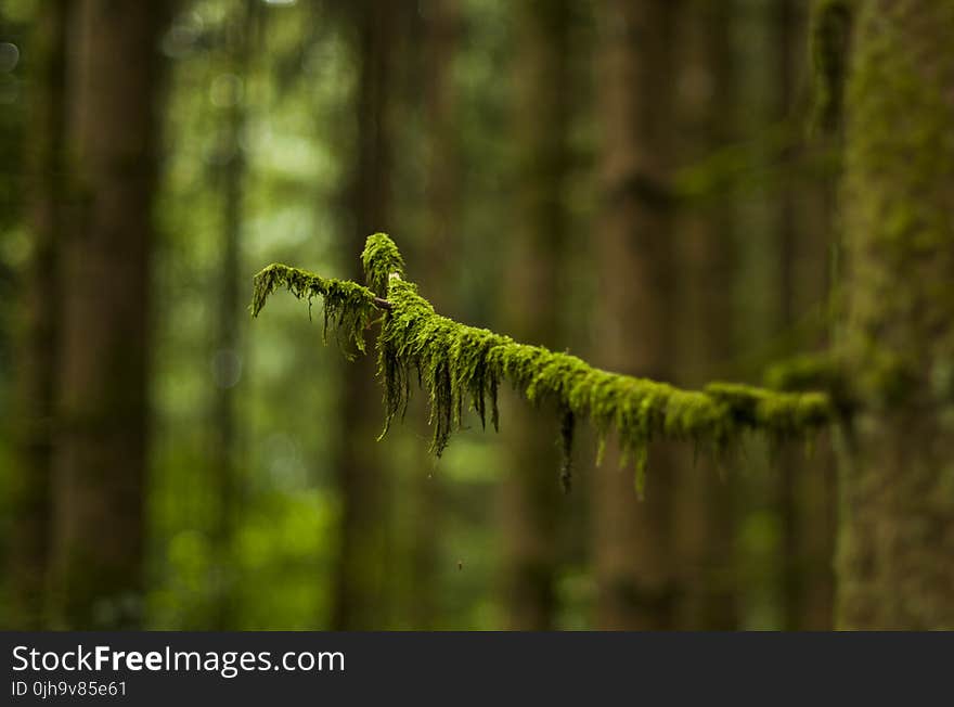 Macro Photography of Green Leaved Tree