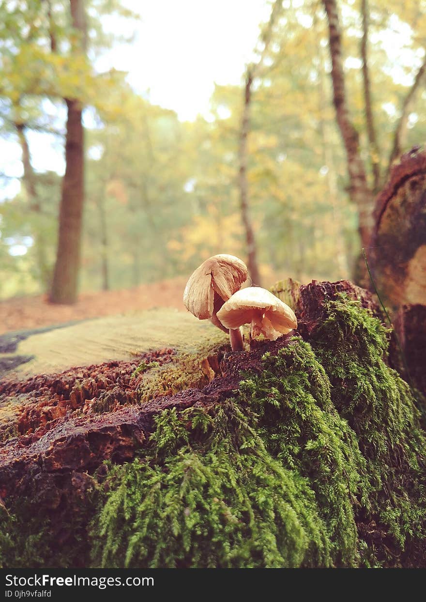 Two Mushrooms With Green Plants