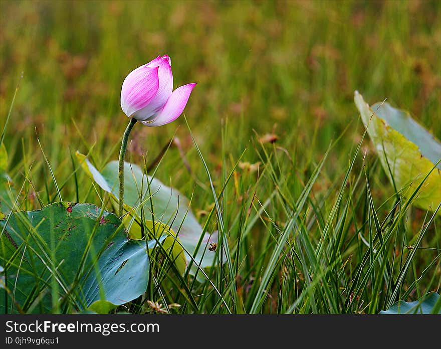 Pink Water Lily Flower