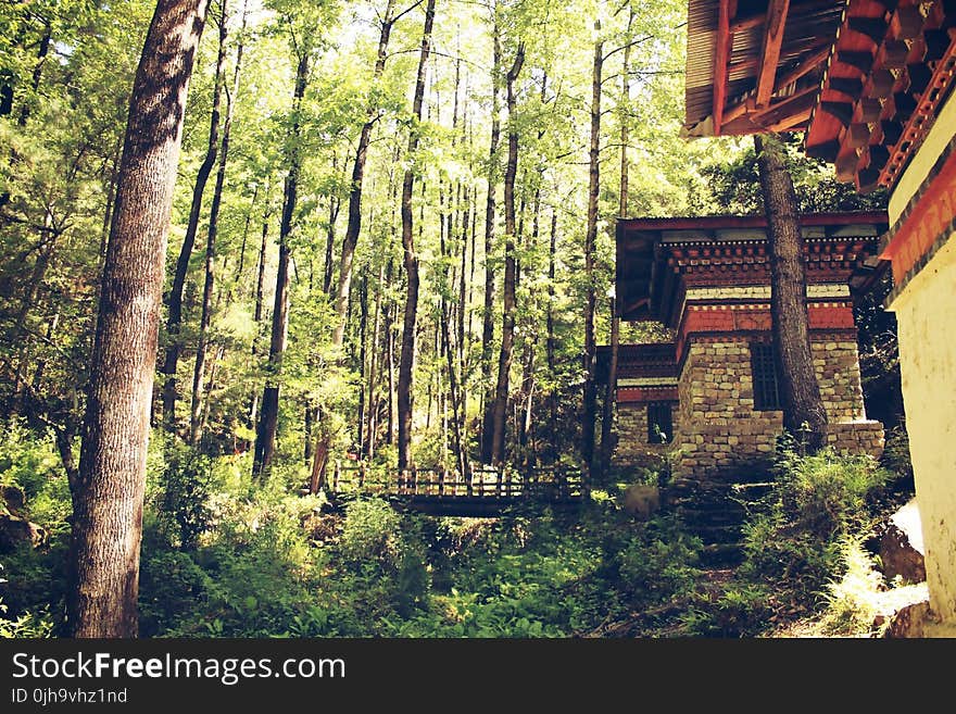 House Near Trees With Bridge Photo