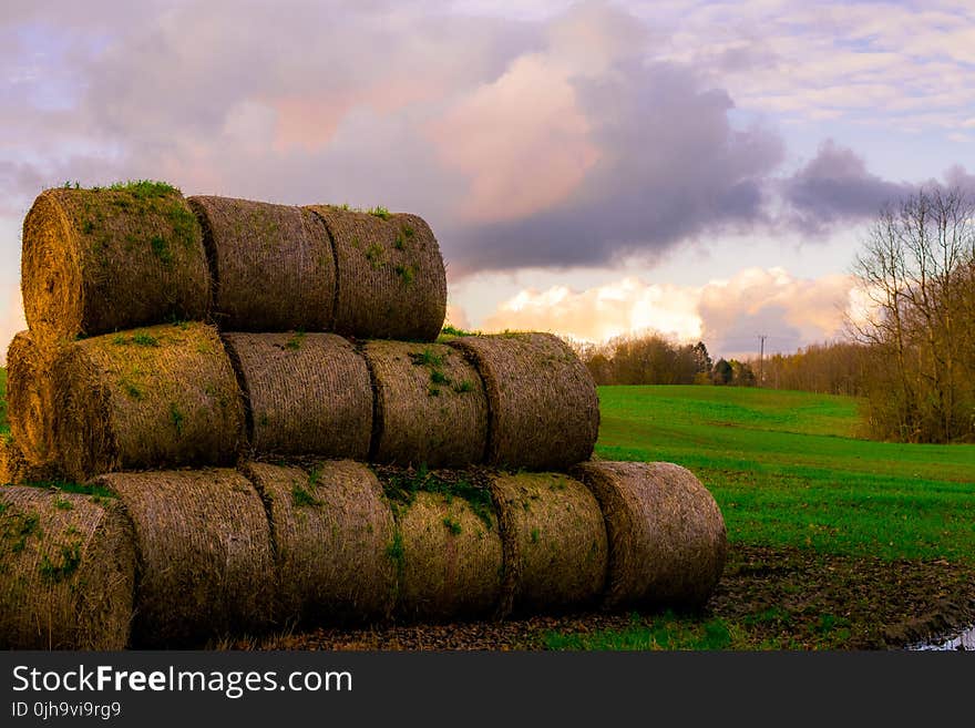 Green Sod