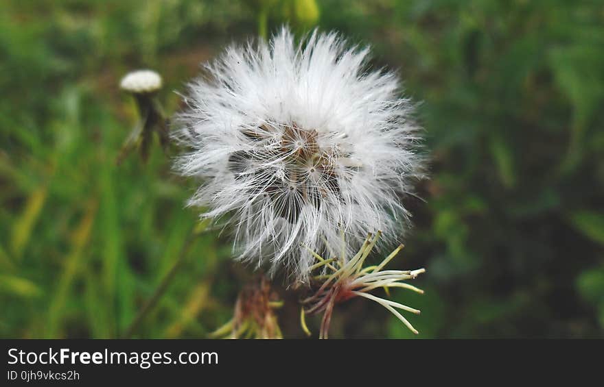 White Dandelion Flower