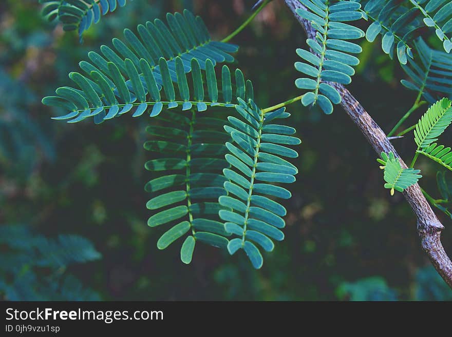 Selective Focus Photography of Green Fern Plant