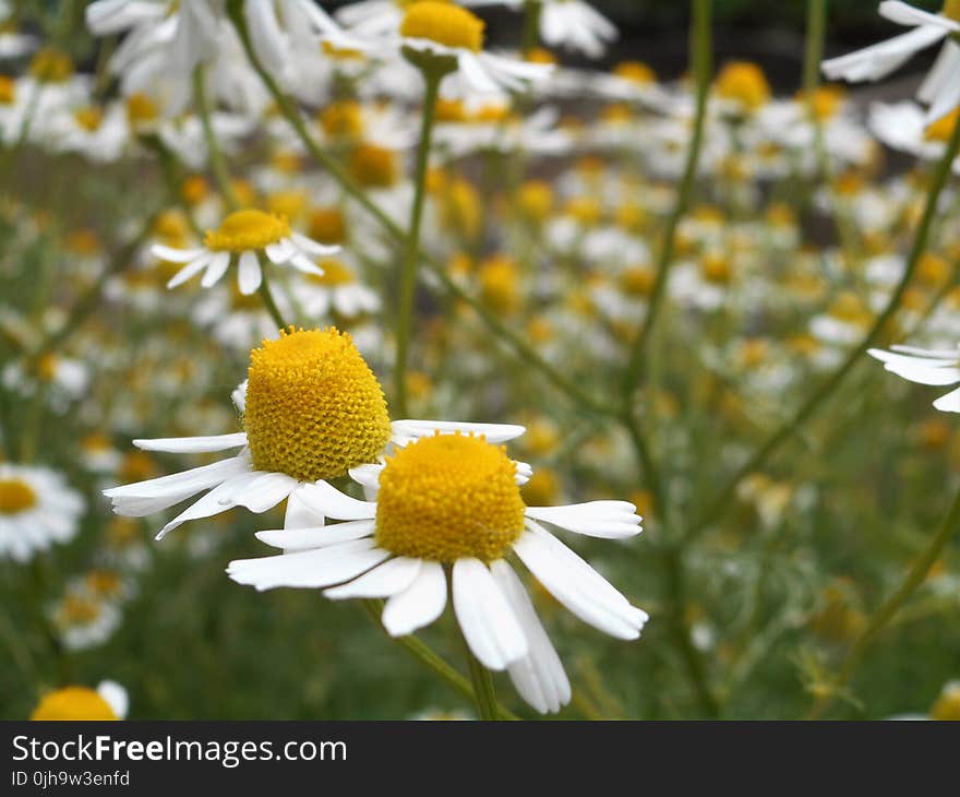 Tilt Lens Photography of Daisy Flower