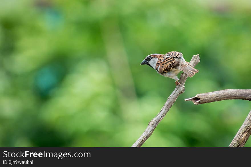 Selective Focus Photography of House Sparrow Perching on Tree Branch