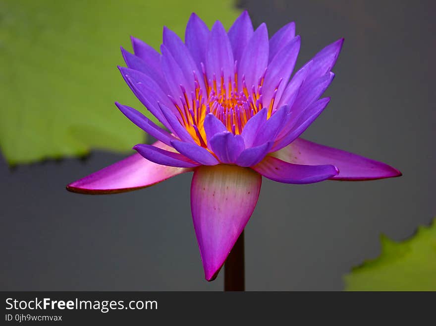 Purple Petaled Flower