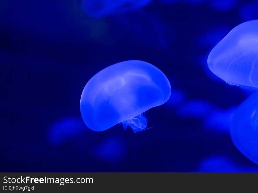 Closeup Photo of Jellyfish