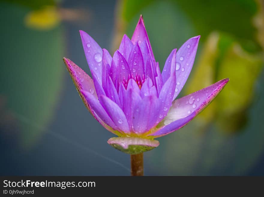 Bloomed Purple Petal Flowers With Dewdrops