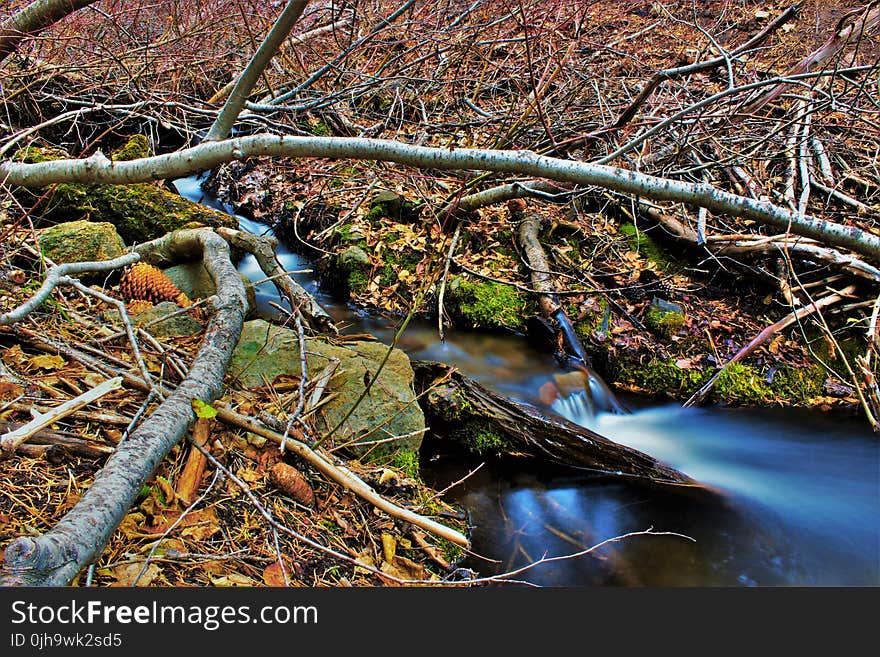 Brown Tree Branches