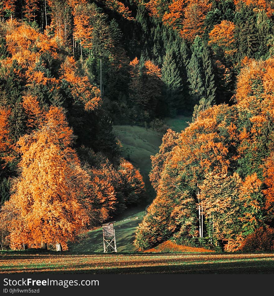 Brown and Green Trees