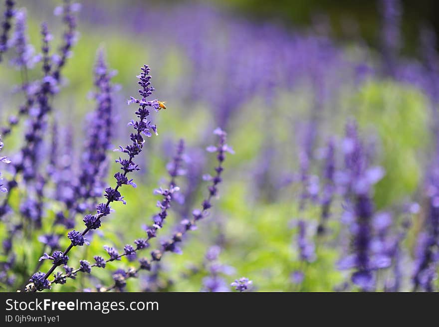 Purple Cluster Flower Photo