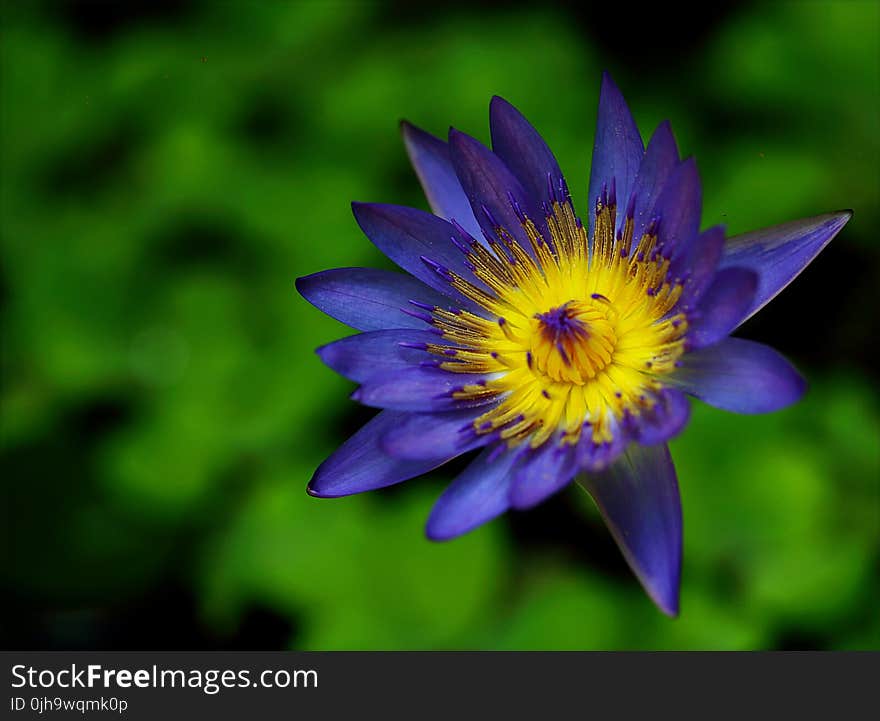 Purple and Yellow Waterlily Flower