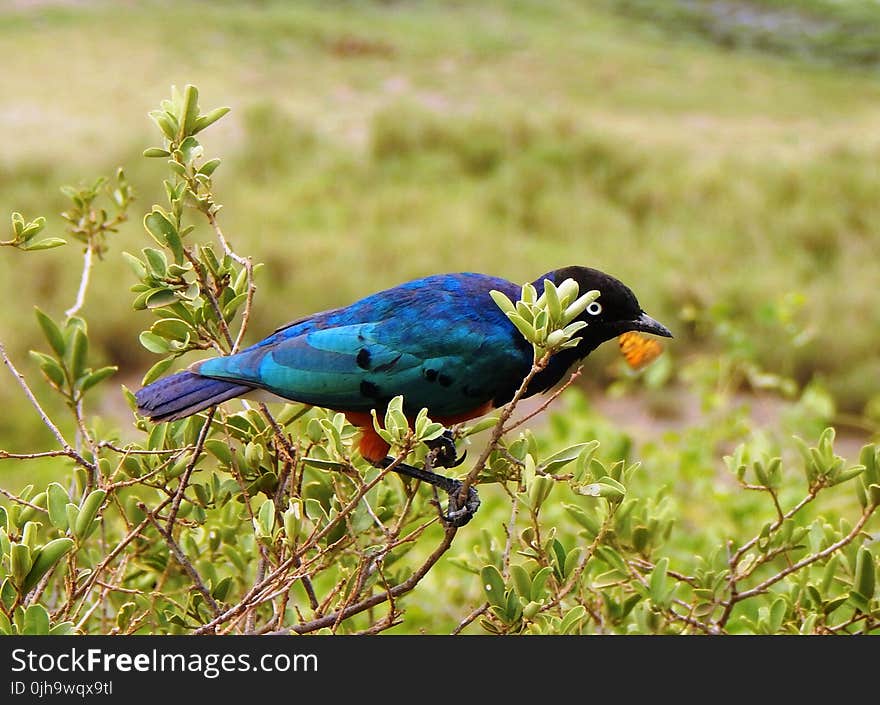 Black and Blue Bird