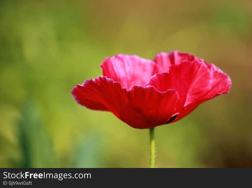 Red Petaled Flower