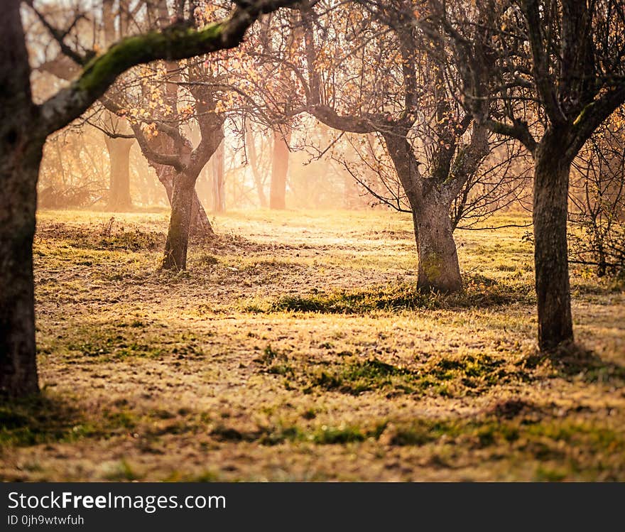 Brown Trees and Green Grass Photo Taken