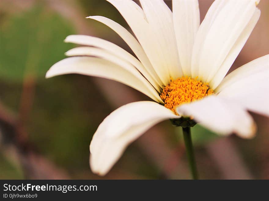 Macro Shot Photography of Daisy Flower