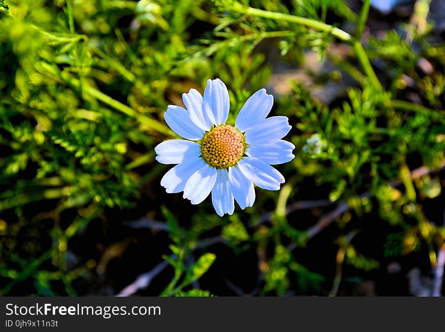 White Daisy Flower