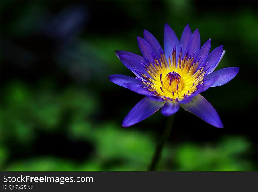 Purple Petaled Flower