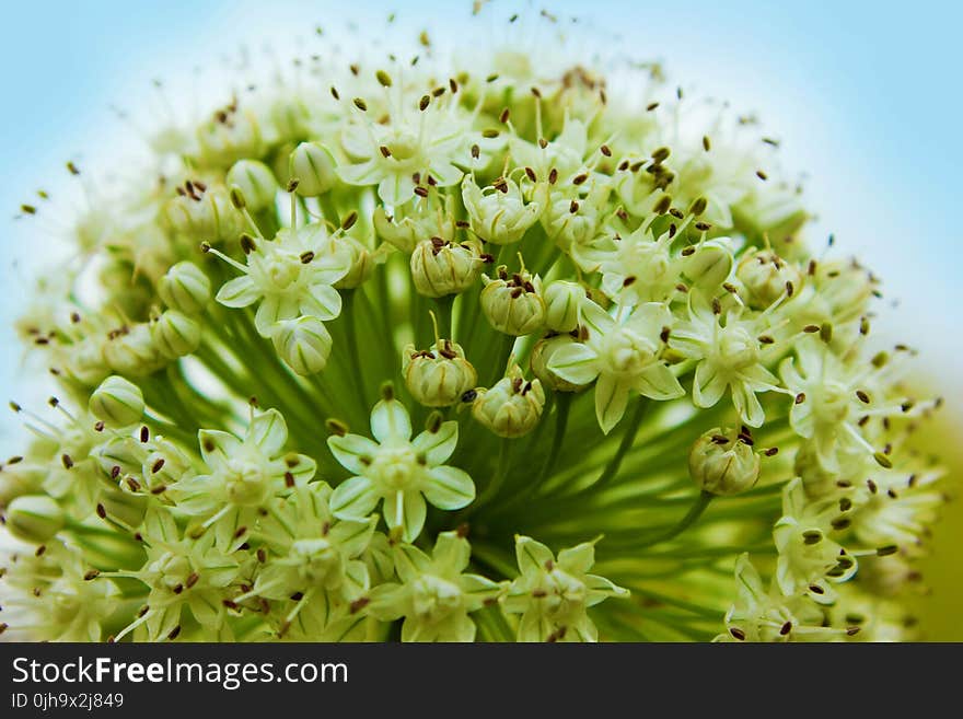 Macro Shot of Green Flower Buds