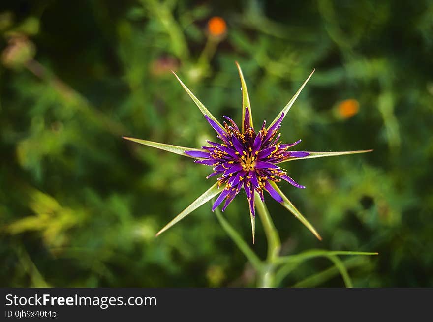 Purple and Green Petaled Flower