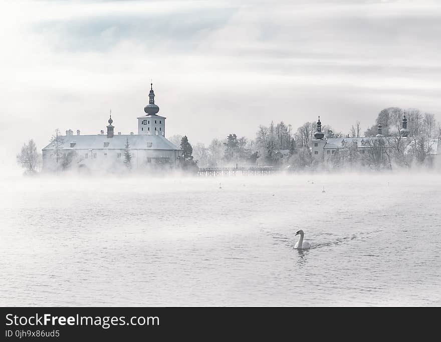 Swan on Body of Water Near Building