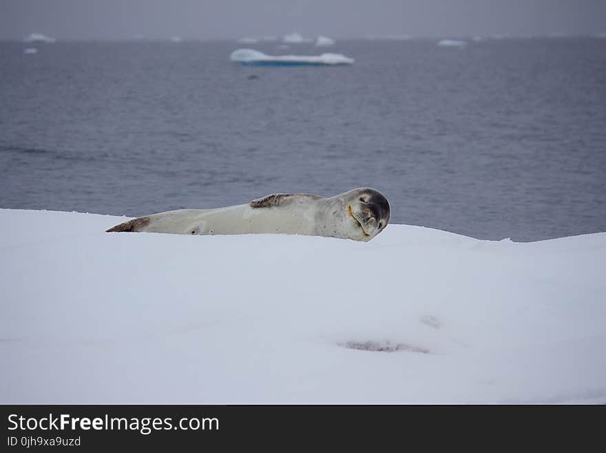 Gray Sea Lion