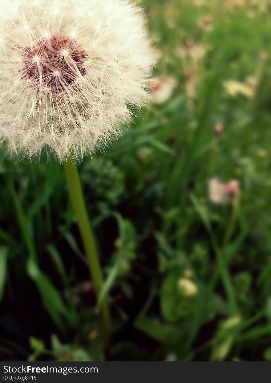 White Flower