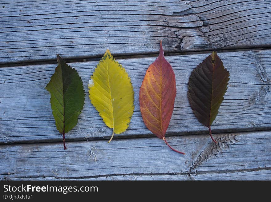 Four Leaves on Wooden Board