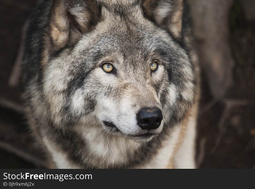 Grey and White Wolf Selective Focus Photography