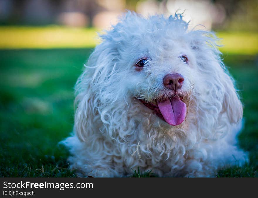 White Toy Poodle on Grass Field