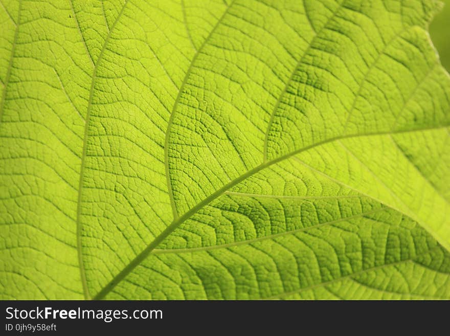 Micro Photography of Green Leaf