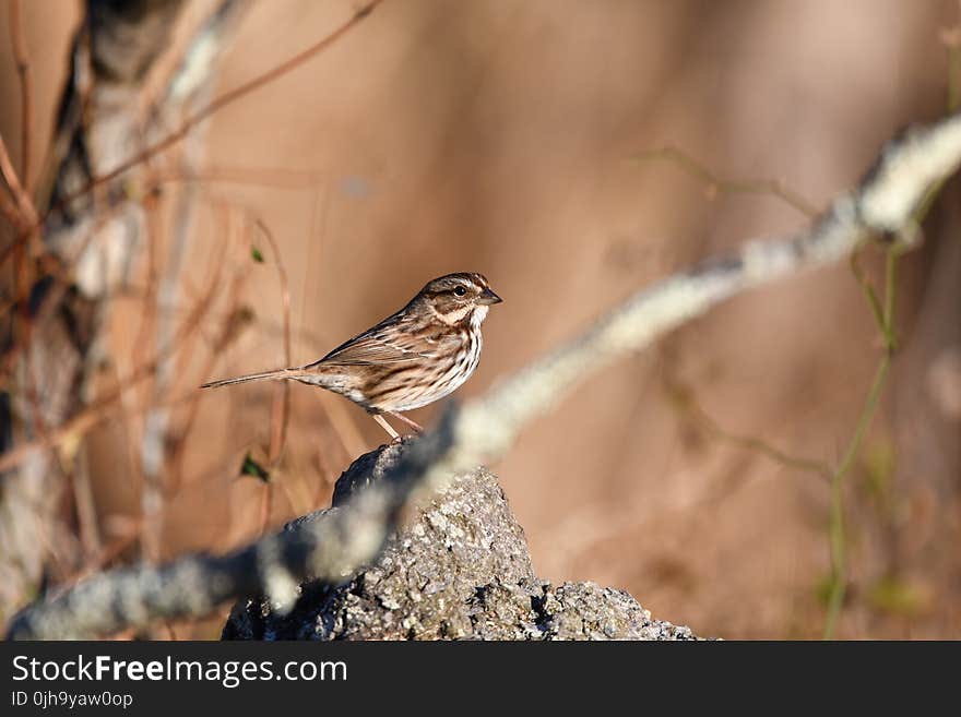 Brown And Black Bird On Rock