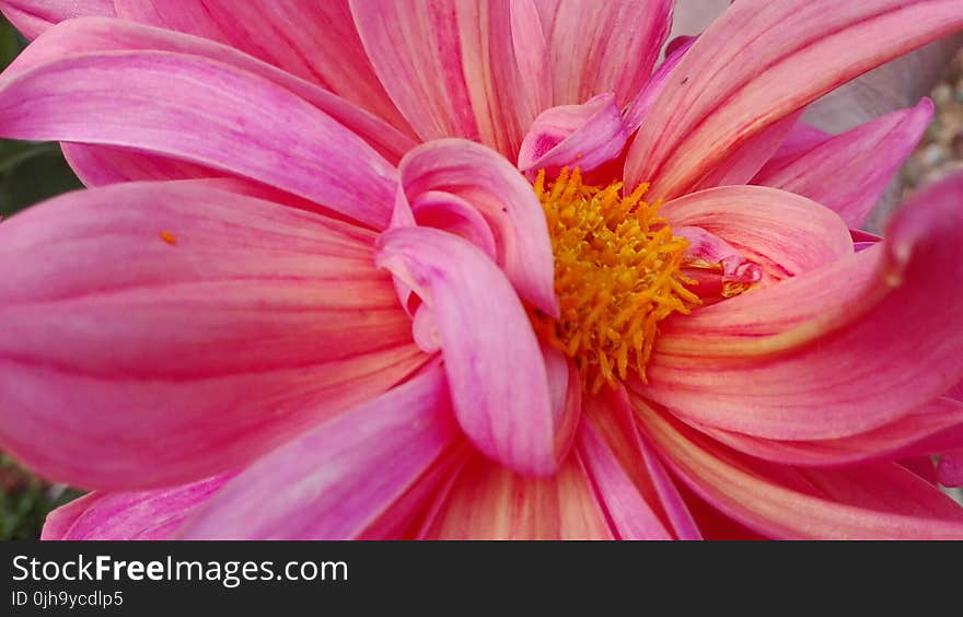 Macro Photography of Pink Dahlia Flower