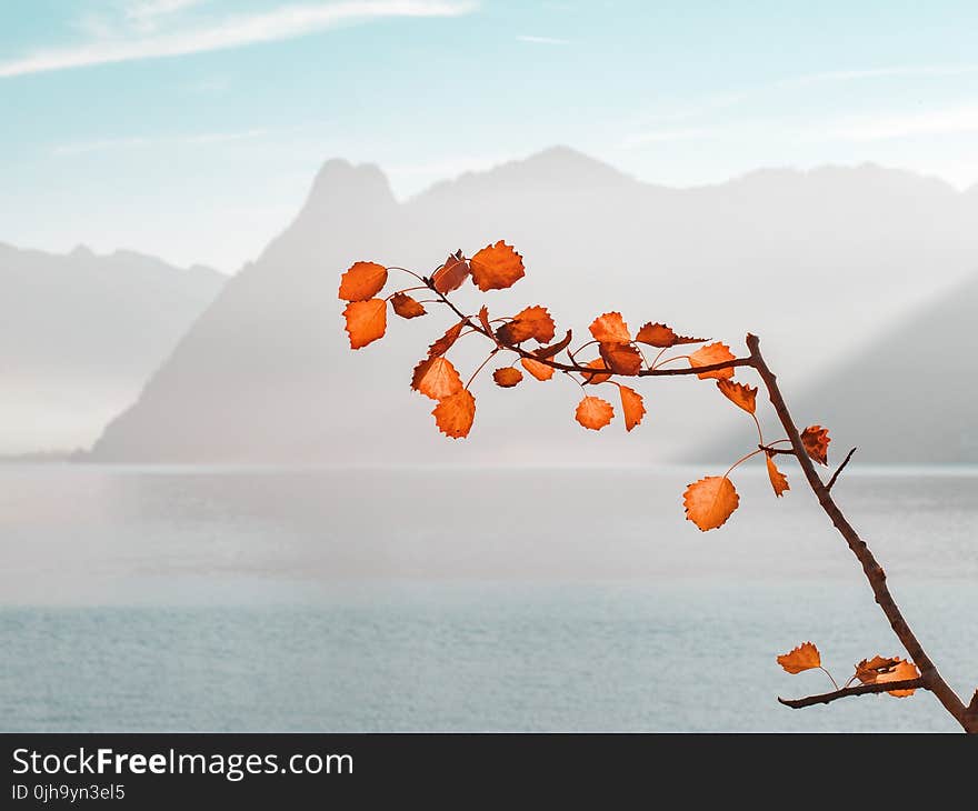 Orange Leaf Plant Near Sea and Mountains at Daytime