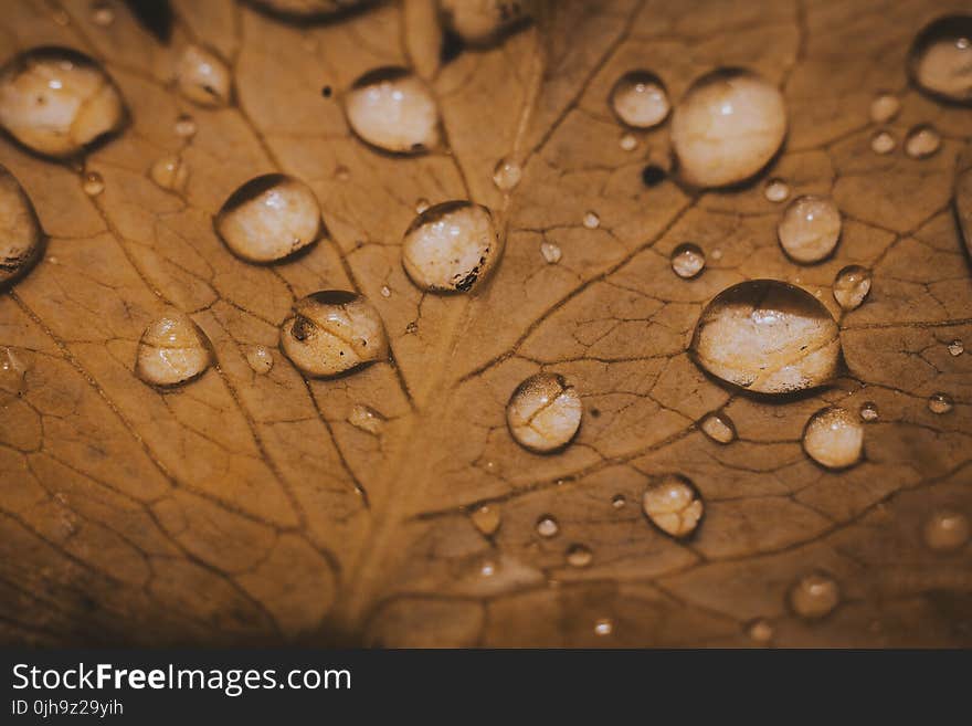 Water Dew On Leaf Macro Photography