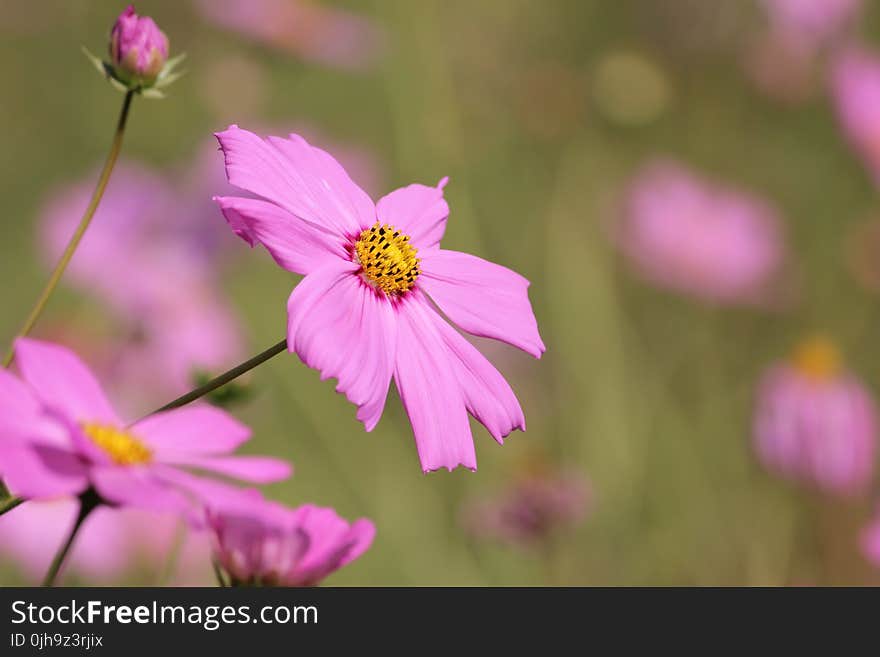 Pink Daisy Flower Selective Photography