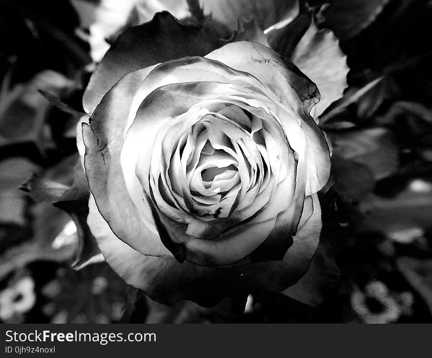 Photography Grayscale of Rose