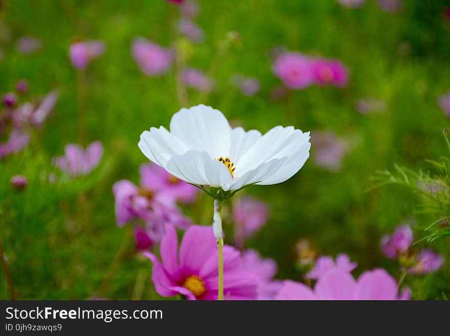 Selective Focus Photography of White Petaled Flower